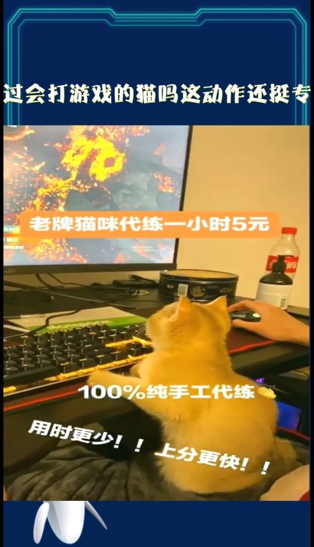 代练猫ios怎么下代练猫，代练市场的全新视角