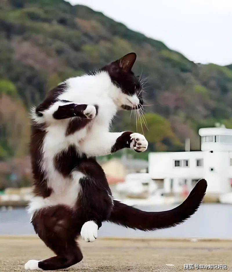 三脚猫论坛三脚猫论坛，探索网络交流的新天地