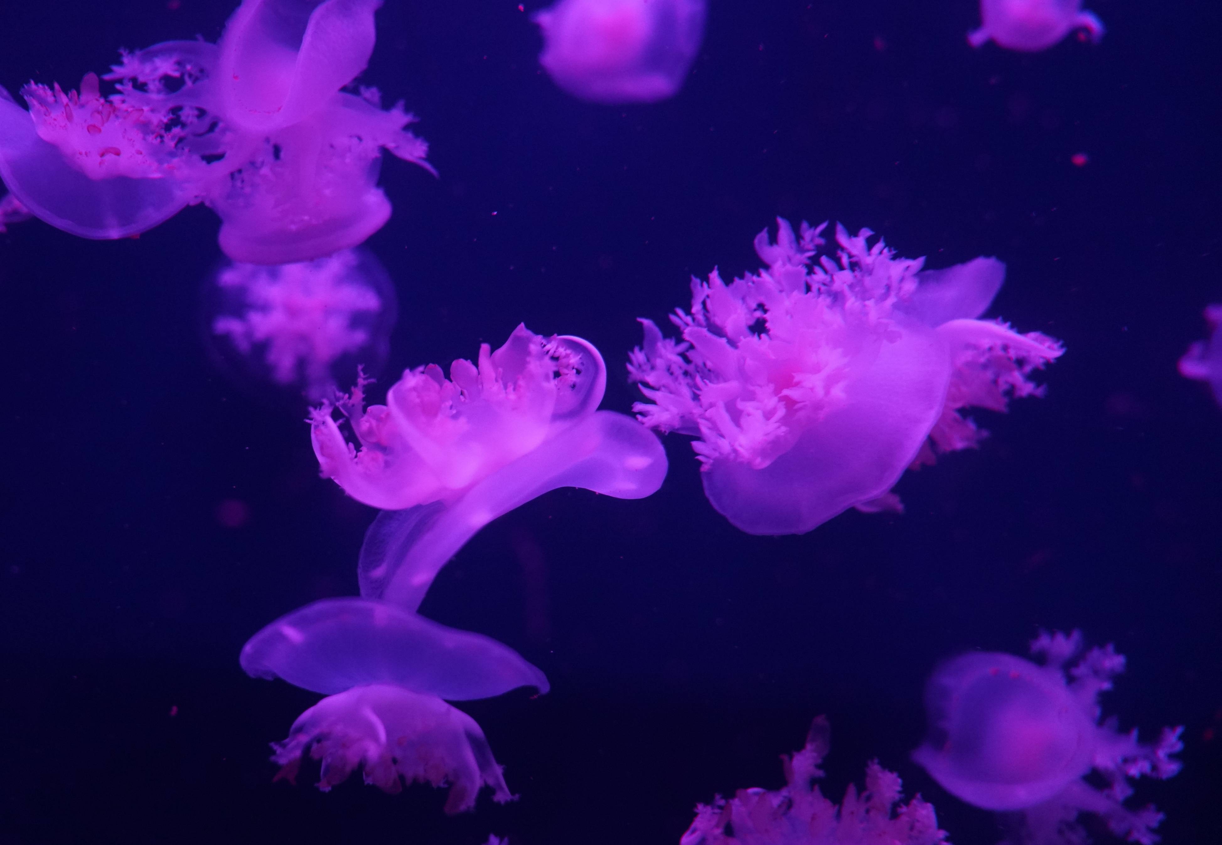 海狮报海狮报，海洋之声的启示