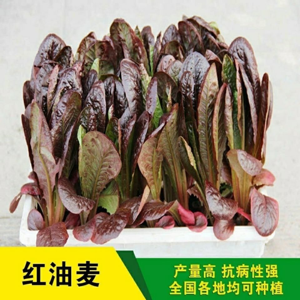 满地红满地红-第2张图片