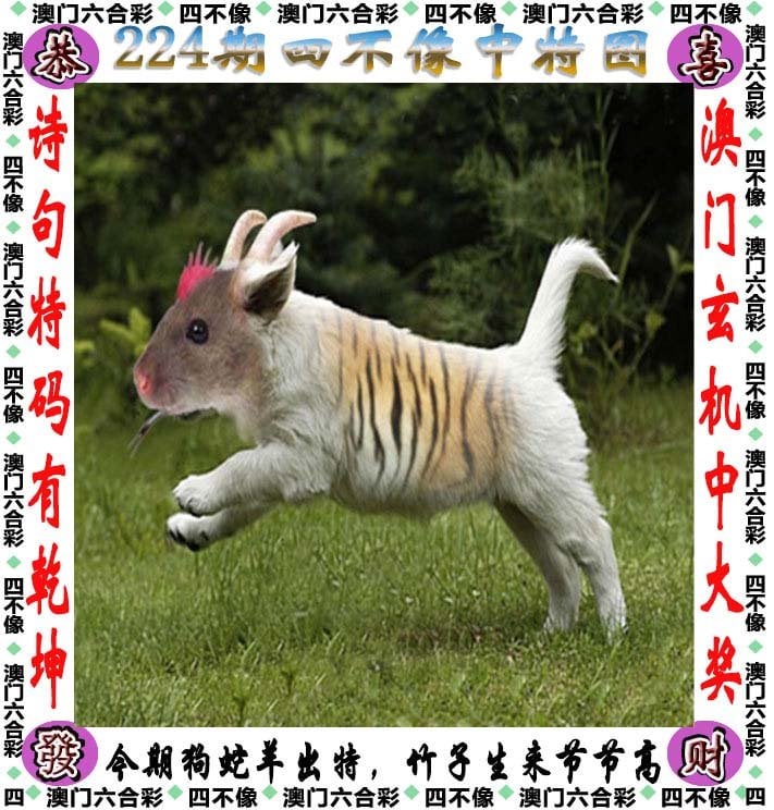 246天天好彩246天天好彩，把握机遇，迎接好运