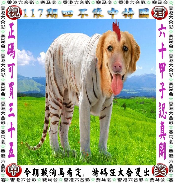 澳门六今晚开奖结果揭晓，展望未来
