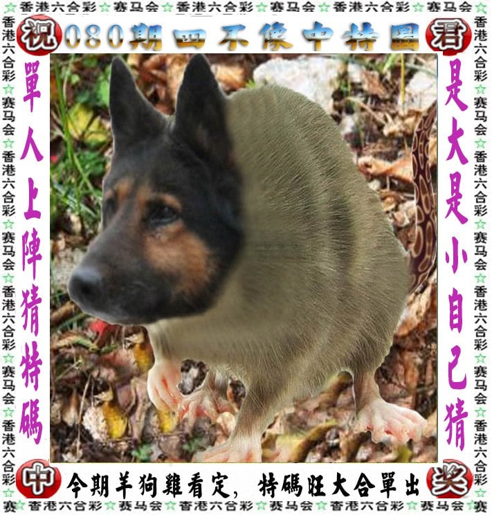 肖四四不像，必中的智慧与策略
