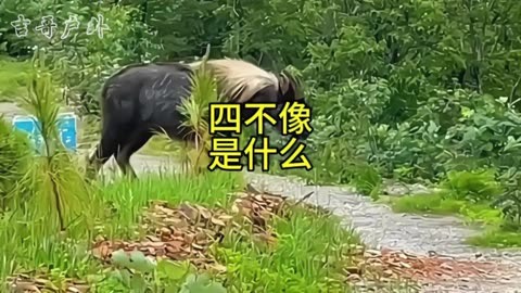 四不像的真正图片大全四不像的真正图片