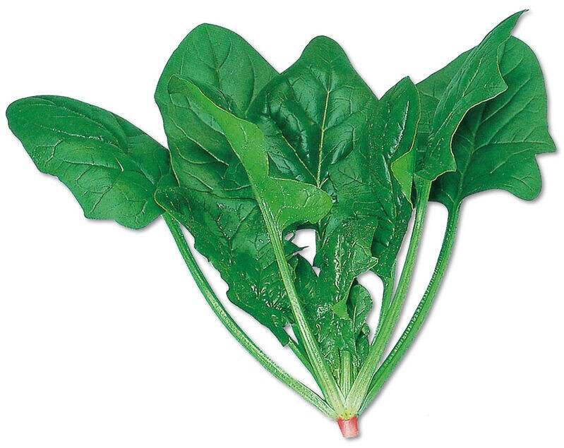 菠菜网HAOBC，引领绿色生活的新篇章-第3张图片