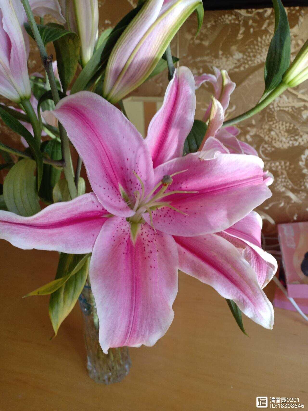 5577tk百合图库5577tk百合图库，探索神秘百合之美