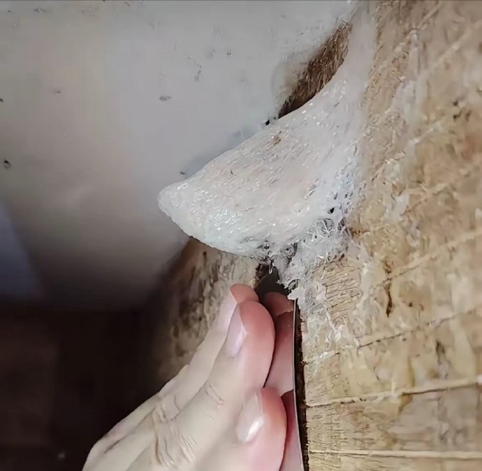 金丝燕初次做的窝我们把它叫做什么燕窝金丝燕初次做的窝——大自然的奇迹