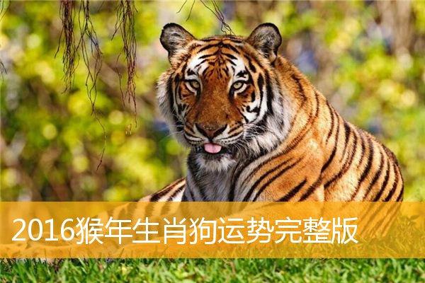 精准是什么生肖精准一肖，准确率极高的预测与策略-第3张图片