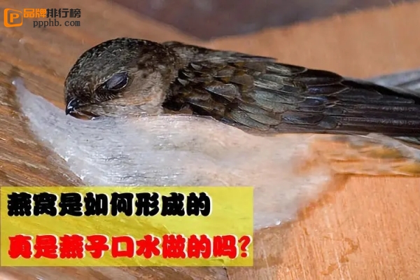 金丝燕初次做的窝我们把它叫做什么燕窝金丝燕初次做的窝——大自然的奇迹-第3张图片