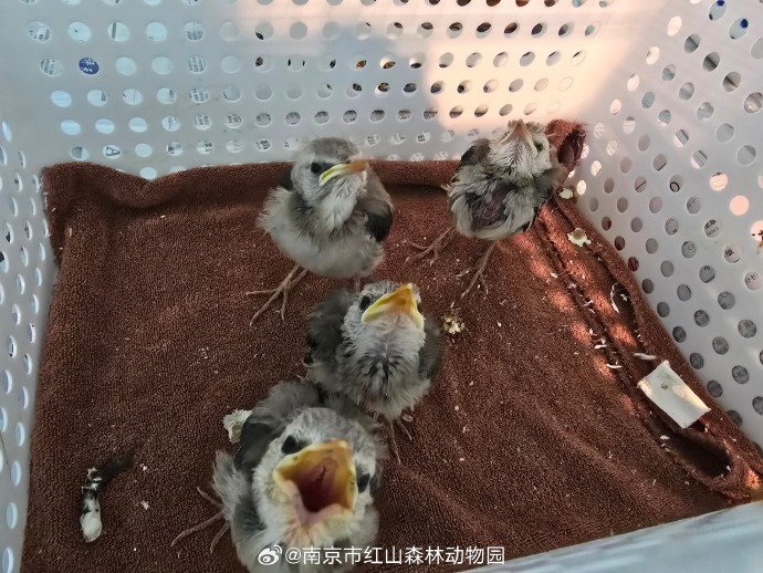 一码三中三，概率与幸运的交织
