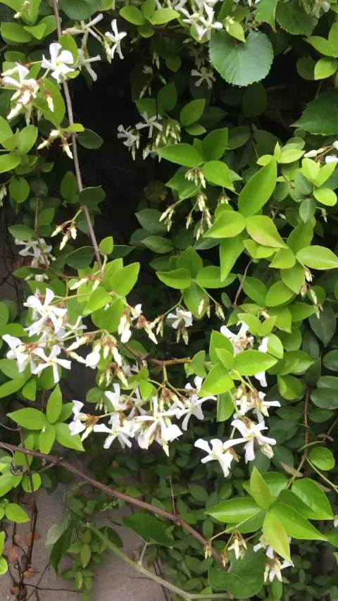 花藤名字在线生成器花藤之名