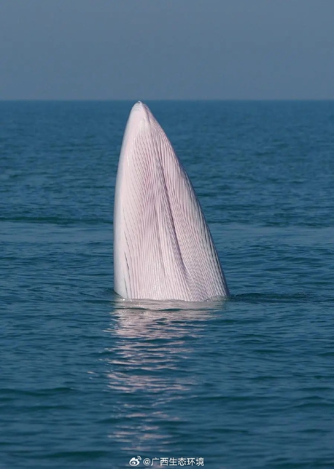 大彩鲸，神秘的海洋生物