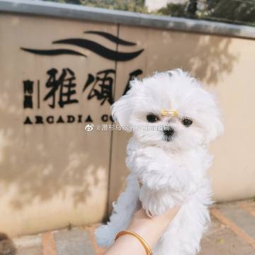 爱唯侦察最新网址爱唯侦察最新网址揭秘