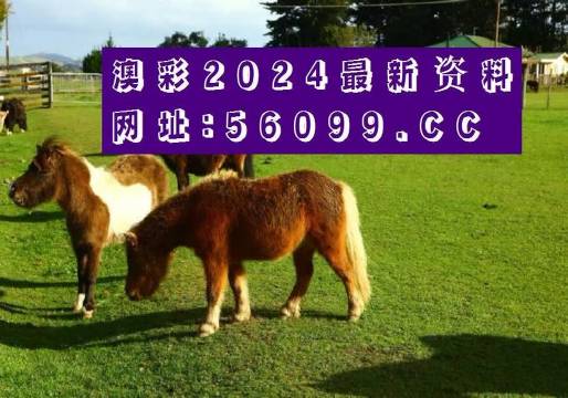 澳门王中王100%资料2024-第3张图片