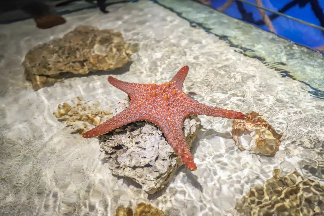 海星体育ios最新版海星体育，体育新星，激情四溢