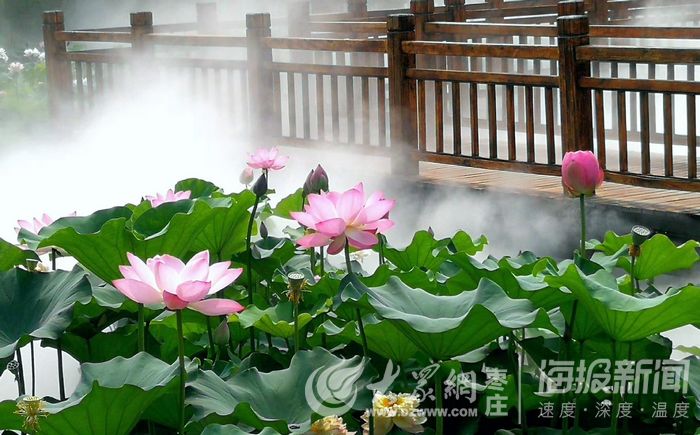 荷桂生态文化旅游节盛大开幕-第2张图片